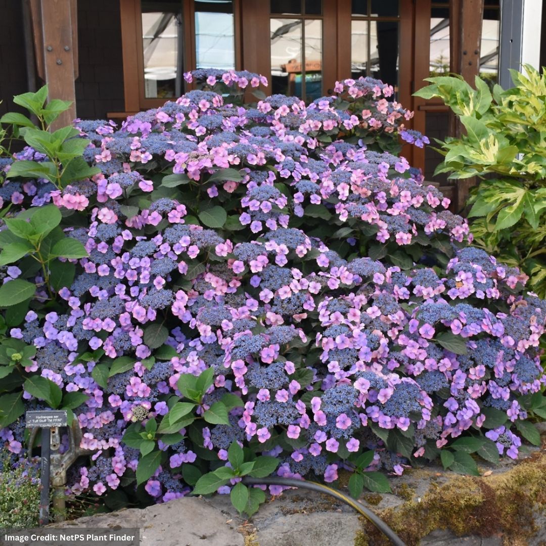Hydrangea Serrata – Tuff Stuff – #3 Container